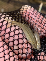 Rhinichthys osculus yarrowi