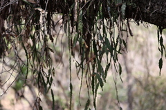 Lepismium lorentzianum