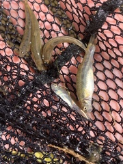 Rhinichthys osculus yarrowi