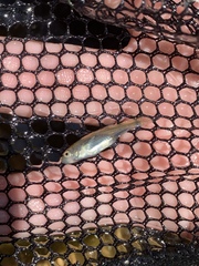 Lepidomeda mollispinis