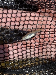 Lepidomeda mollispinis