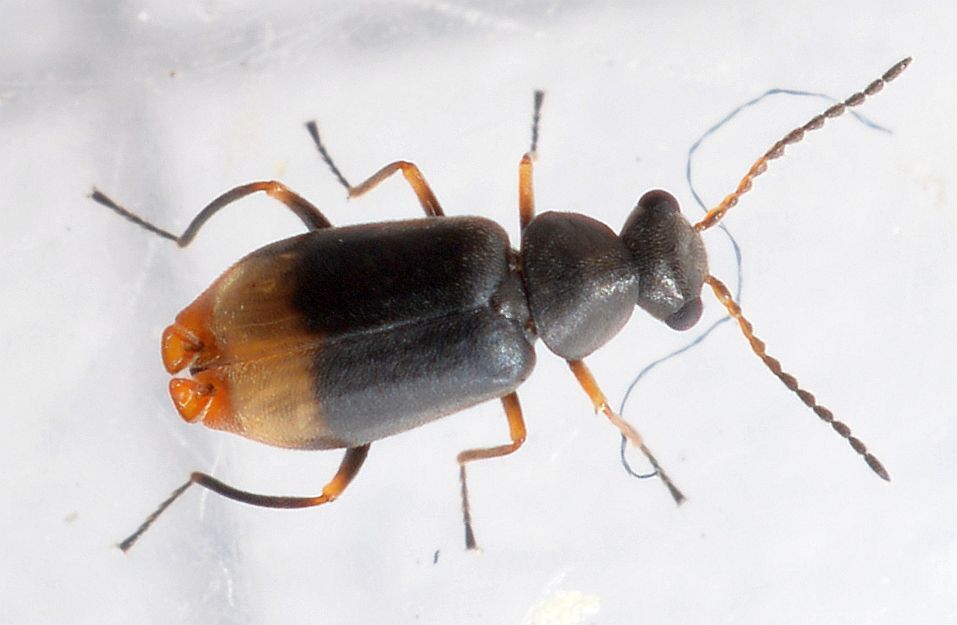 Moccas Beetle