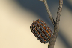 Allocasuarina muelleriana