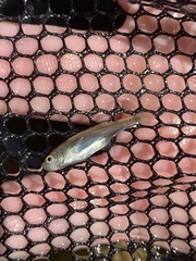 Lepidomeda mollispinis