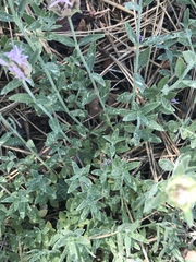 Monardella australis