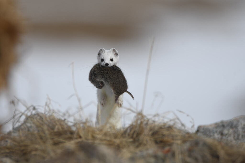 Kazakhstan Vole
