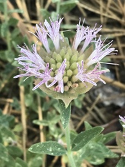 Monardella australis