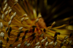 Banksia ornata