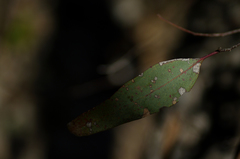 Eucalyptus largiflorens