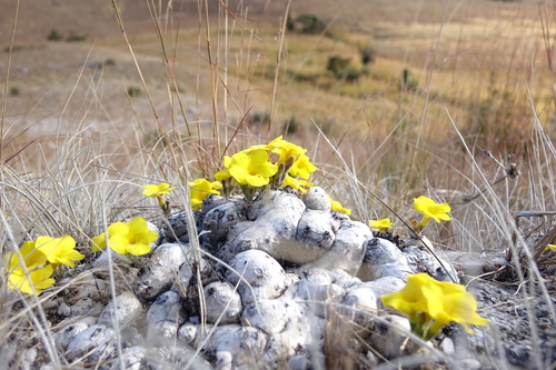 Pachypodium brevicaule