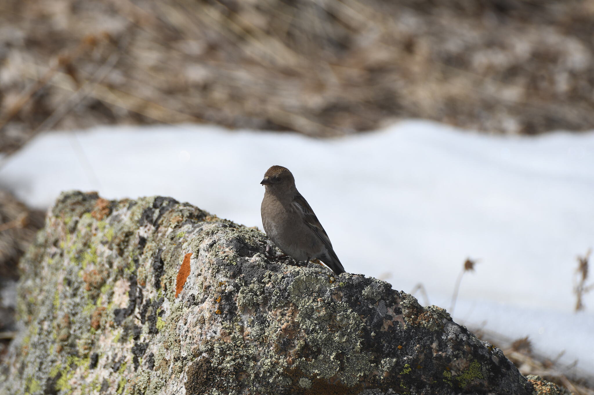 Plain Mountain Finch (Leucosticte nemoricola), photo 10