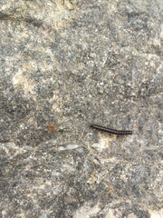 Orthomorphella pekuensis