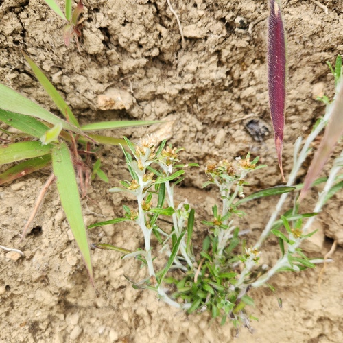 singlestem everlasting (Gamochaeta simplicicaulis)
