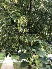 Tilia americana