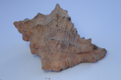 Muricoidea