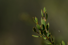Leptospermum coriaceum
