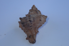 Muricoidea