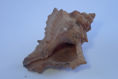 Muricoidea
