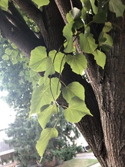 Tilia americana