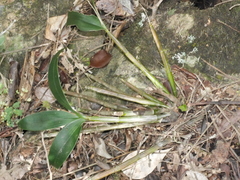 Dendrobium gracilicaule howeanum