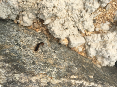 Orthomorphella pekuensis