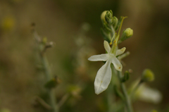 Teucrium racemosum