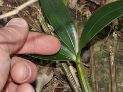 Dendrobium gracilicaule howeanum