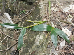 Dendrobium gracilicaule howeanum