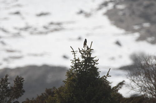 White-winged Grosbeak (Mycerobas carnipes)