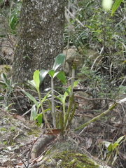 Dendrobium gracilicaule howeanum