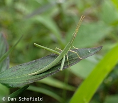 Acrida cinerea