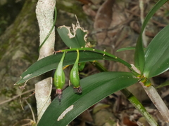 Dendrobium gracilicaule howeanum