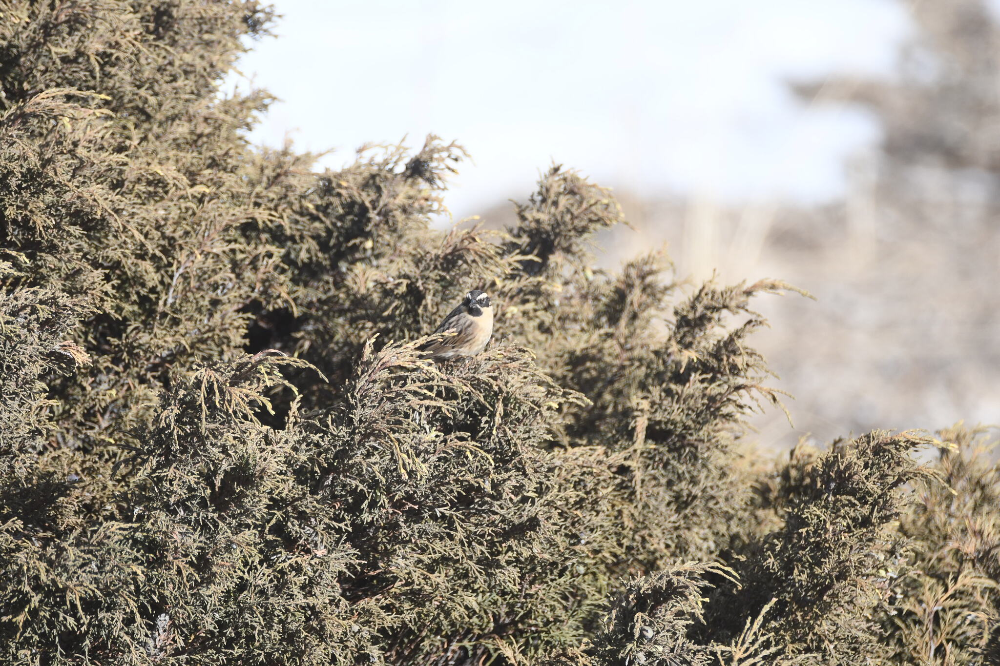 Black-throated Accentor (Prunella atrogularis), photo 6