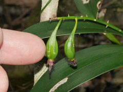 Dendrobium gracilicaule howeanum