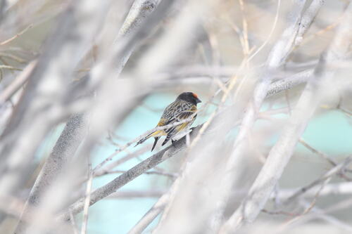 Red-fronted Serin (Serinus pusillus), photo 8
