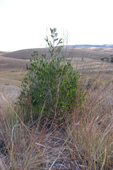 Tricalysia cryptocalyx