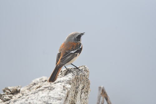Eversmann's Redstart (Phoenicurus erythronotus), photo 7
