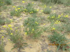 Erysimum siliculosum