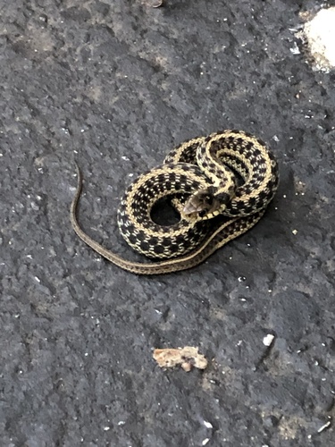 Garter Snake