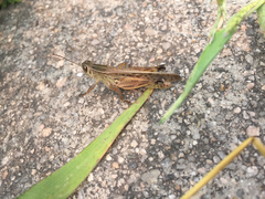 Shirakiacris shirakii
