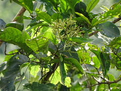 Terminalia paniculata