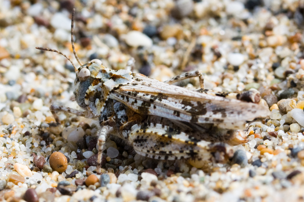 Microtes