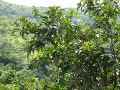 Terminalia paniculata