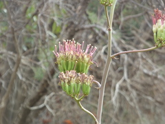 Agave palmeri