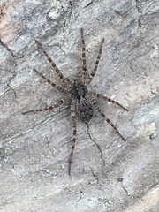 Pardosa xerampelina