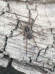 Pardosa xerampelina
