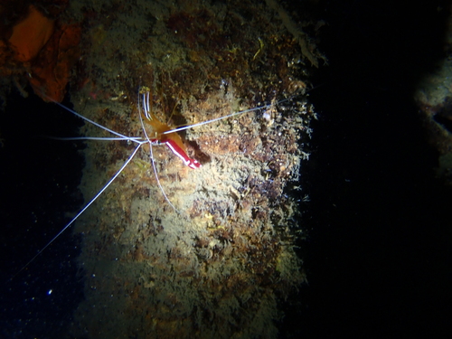 Cleaner Shrimp