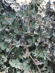 Acmispon heermannii