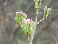 Agave palmeri