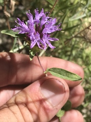 Monardella breweri lanceolata